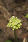 Narrowleaf Wild Leek, Allium burdickii