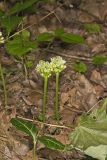Narrowleaf Wild Leek, Allium burdickii