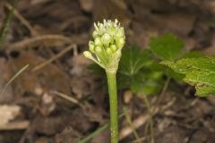 Narrowleaf Wild Leek, Allium burdickii