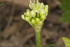 Narrowleaf Wild Leek, Allium burdickii