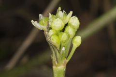 Narrowleaf Wild Leek, Allium burdickii