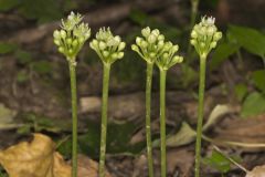 Narrowleaf Wild Leek, Allium burdickii