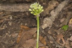 Narrowleaf Wild Leek, Allium burdickii