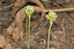 Narrowleaf Wild Leek, Allium burdickii