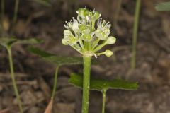 Narrowleaf Wild Leek, Allium burdickii