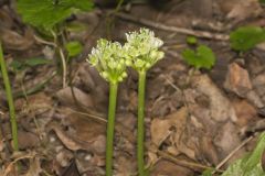 Narrowleaf Wild Leek, Allium burdickii