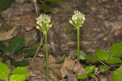 Narrowleaf Wild Leek, Allium burdickii