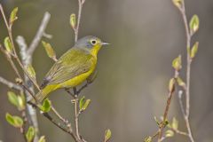 Nashville Warbler, Leiothlypis ruficapilla