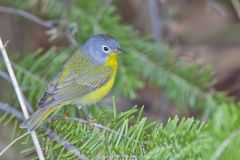 Nashville Warbler, Leiothlypis ruficapilla