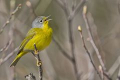 Nashville Warbler, Leiothlypis ruficapilla