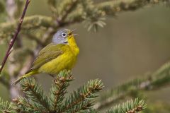 Nashville Warbler, Leiothlypis ruficapilla