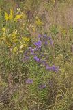 New England aster, Symphyotrichum novae-angliae