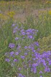 New England aster, Symphyotrichum novae-angliae