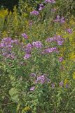 New England aster, Symphyotrichum novae-angliae