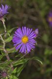 New England aster, Symphyotrichum novae-angliae