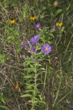 New England aster, Symphyotrichum novae-angliae