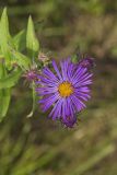 New England aster, Symphyotrichum novae-angliae