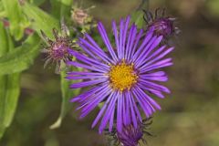 New England Aster