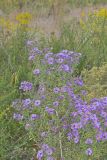 New England aster, Symphyotrichum novae-angliae