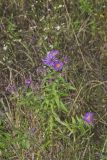New England aster, Symphyotrichum novae-angliae