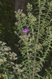 New England aster, Symphyotrichum novae-angliae