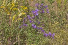 New England Aster, Symphyotrichum novae-angliae
