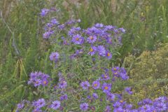 New England Aster, Symphyotrichum novae-angliae