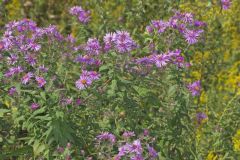 New England Aster, Symphyotrichum novae-angliae