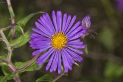 New England Aster, Symphyotrichum novae-angliae