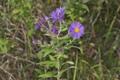 New England Aster, Symphyotrichum novae-angliae