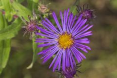 New England Aster, Symphyotrichum novae-angliae