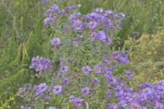 New England Aster, Symphyotrichum novae-angliae