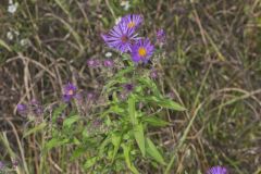 New England Aster, Symphyotrichum novae-angliae