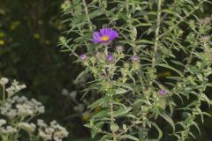 New England Aster, Symphyotrichum novae-angliae