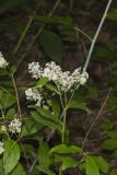 New Jersey Tea, Ceanothus americanus