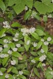 New Jersey Tea, Ceanothus americanus