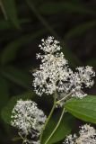 New Jersey Tea, Ceanothus americanus