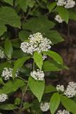 New Jersey Tea, Ceanothus americanus