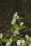 New Jersey Tea, Ceanothus americanus