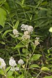 New Jersey Tea, Ceanothus americanus