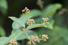 New Jersey Tea, Ceanothus americanus