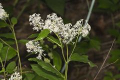 New Jersey Tea, Ceanothus americanus