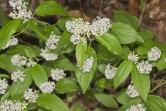 New Jersey Tea, Ceanothus americanus