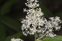 New Jersey Tea, Ceanothus americanus