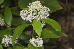 New Jersey Tea, Ceanothus americanus