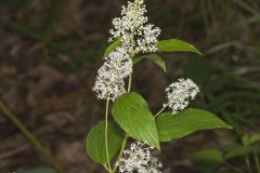 New Jersey Tea, Ceanothus americanus