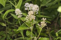New Jersey Tea, Ceanothus americanus