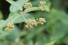 New Jersey Tea, Ceanothus americanus