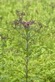 New York Ironweed, Vernonia noveboracensis