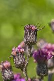 New York Ironweed, Vernonia noveboracensis